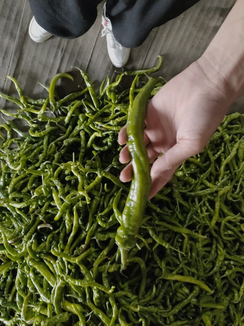 辽宁鞍山精品螺丝椒，辣椒，尖椒