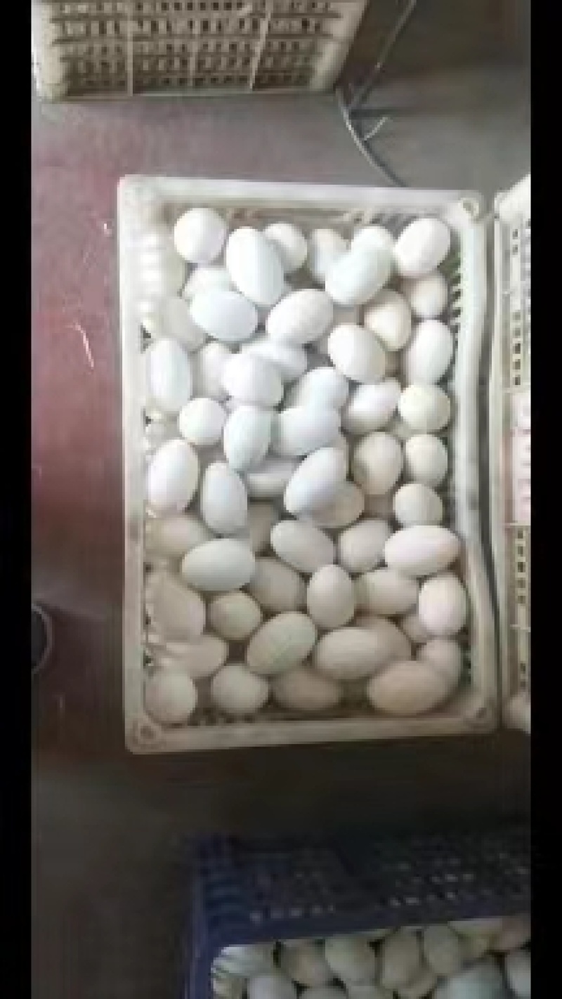 鹅蛋，新鲜大鹅蛋，孕妇老幼弱食品天然无添加一手货量大从优