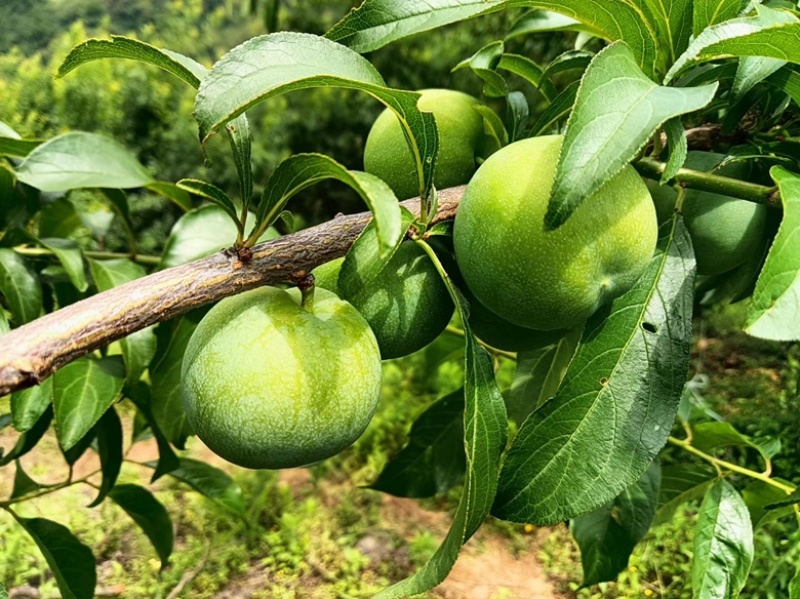 贵州镇宁六马青脆李