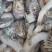 油甲、花螺、花蛤、花甲螺