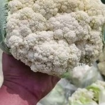 山东菏泽单县有机花菜出售