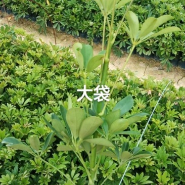鸭脚木大袋