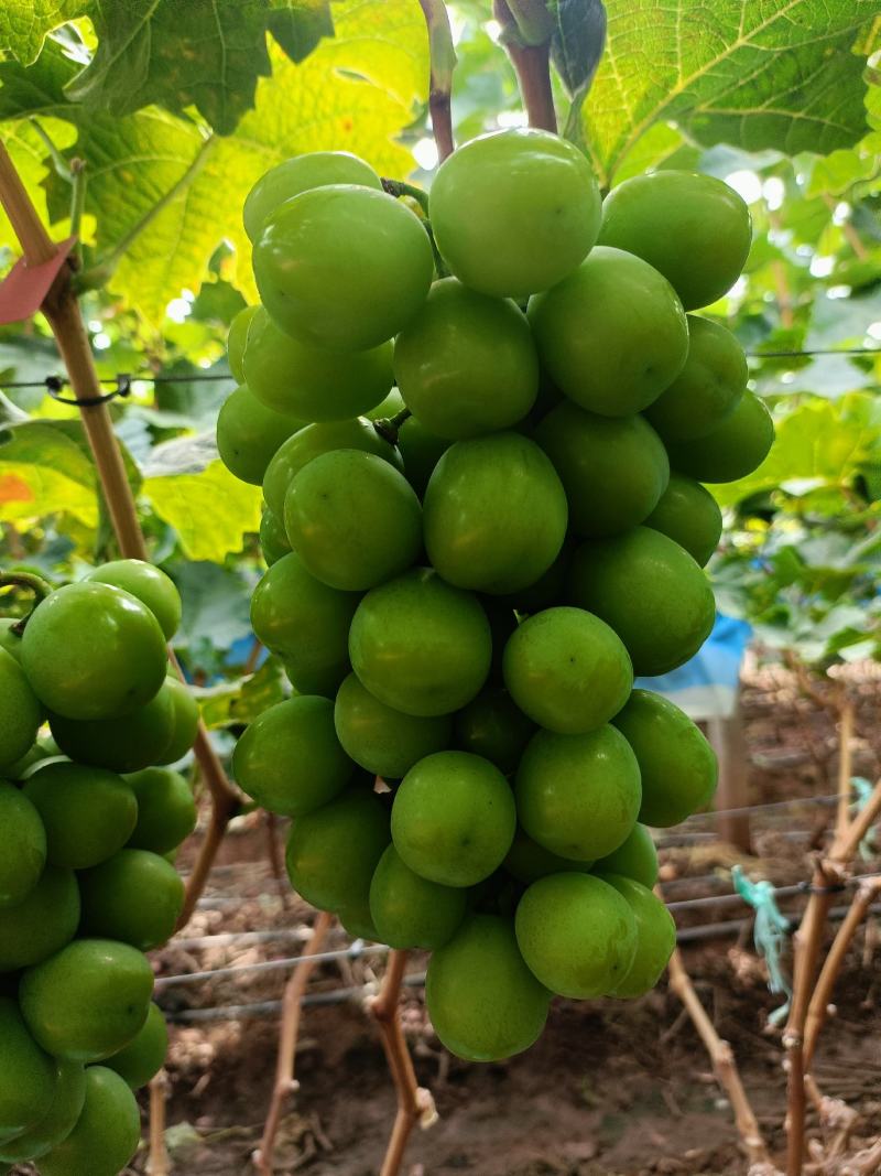 阳光玫瑰