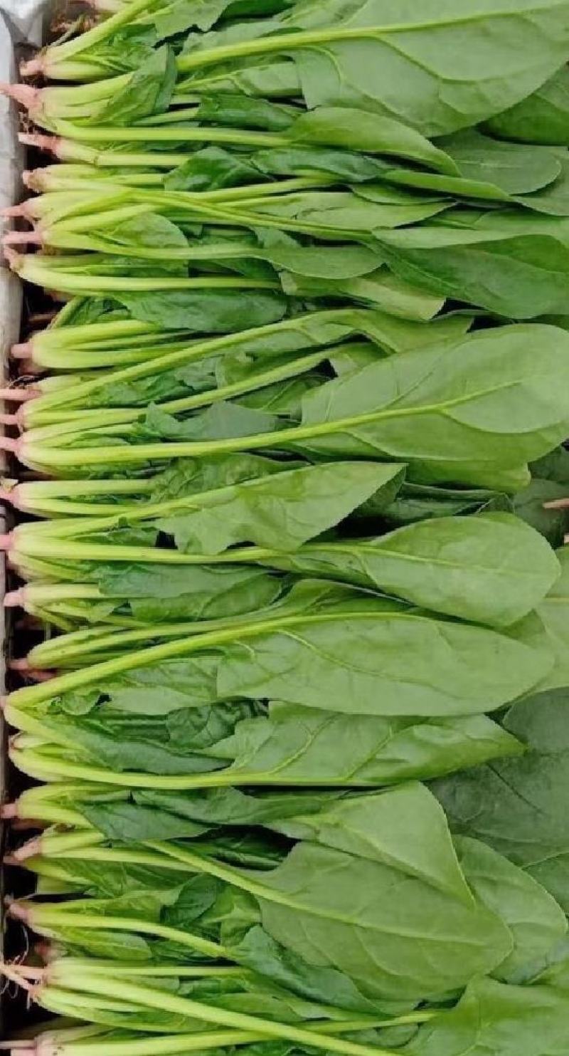 【菠菜推荐】辽宁菠菜新鲜菠菜可放心购买品质保证