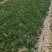 【菠菜推荐】辽宁菠菜新鲜菠菜可放心购买品质保证
