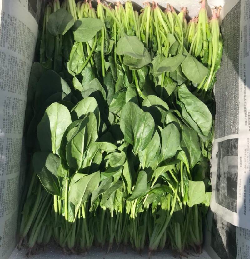 【菠菜推荐】辽宁菠菜新鲜菠菜可放心购买品质保证