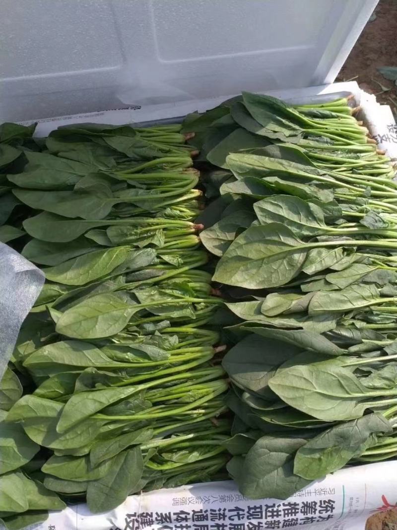 【菠菜推荐】辽宁菠菜新鲜菠菜可放心购买品质保证