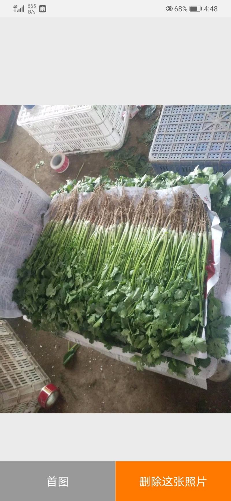 【精选】辽宁锦州大叶香菜产地现挖现发全国发货