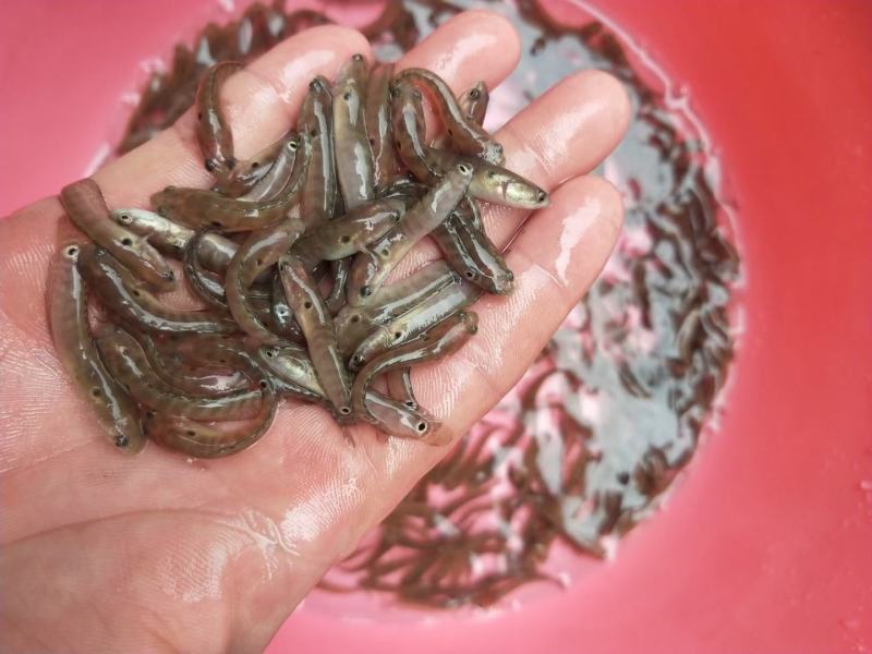 快大罗非苗.红草鱼苗.七星鱼苗.雄性黄骨鱼苗