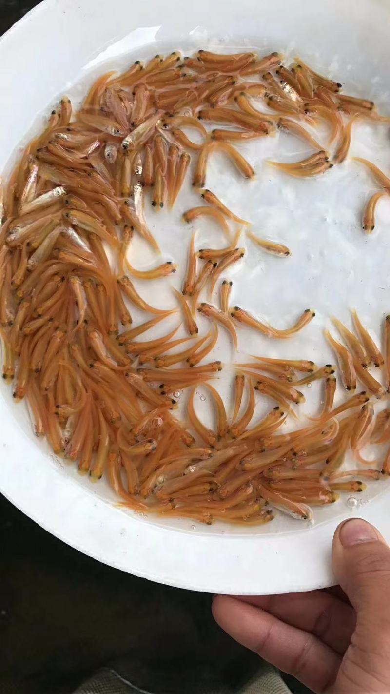 快大罗非苗.红草鱼苗.七星鱼苗.雄性黄骨鱼苗