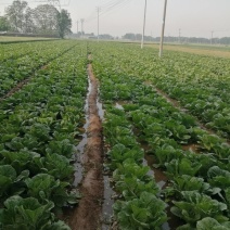 大白菜