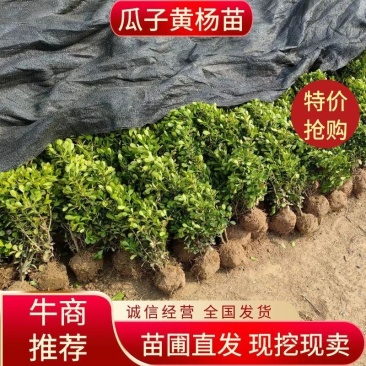 瓜子黄杨20冠副50冠副80冠副1米冠幅1.2米冠幅