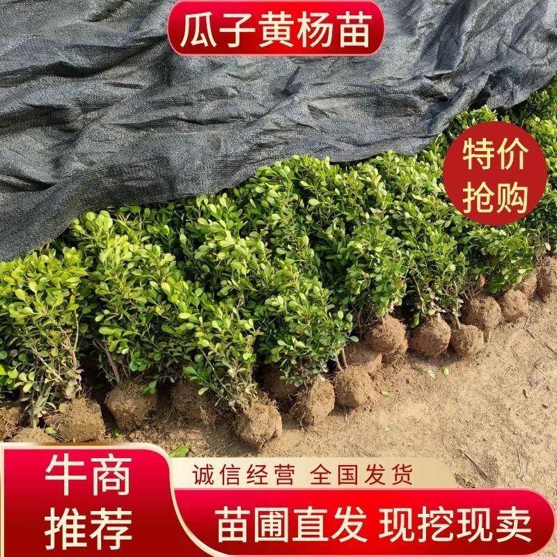 瓜子黄杨20冠副50冠副80冠副1米冠幅1.2米冠幅