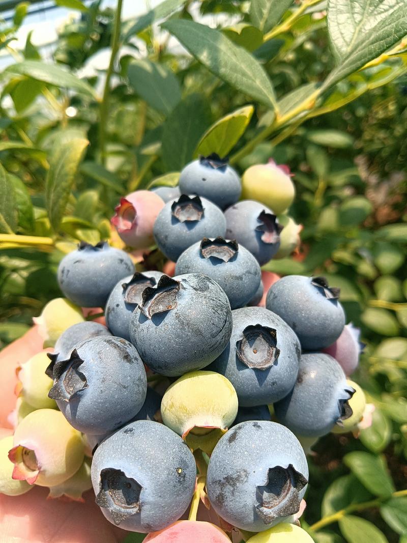 蓝莓原产地批发代办品质高