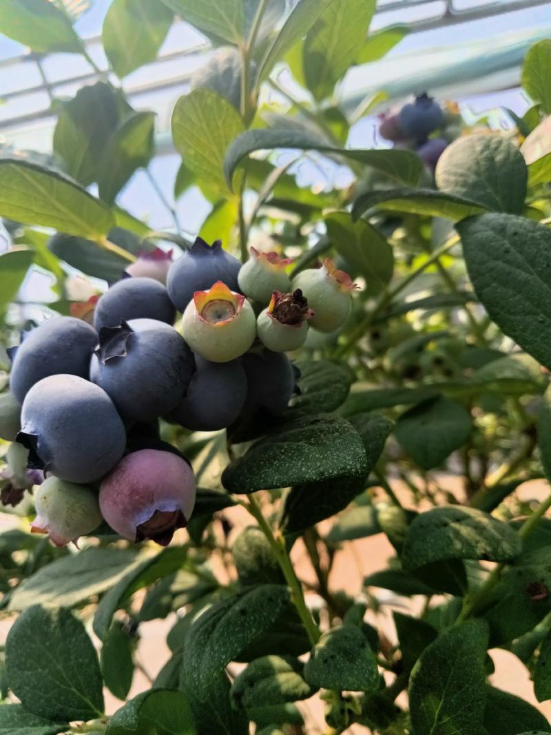 蓝莓原产地批发代办品质高