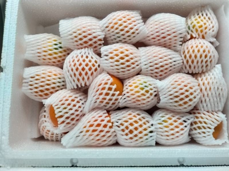 脆蜜金桔王果是金桔新高端品种抗病性强个头大口感佳