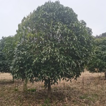 全冠桂花！树型漂亮，规格齐全，海量现货，全国发货