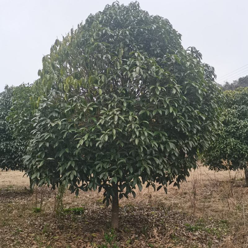 全冠桂花！树型漂亮，规格齐全，海量现货，全国发货