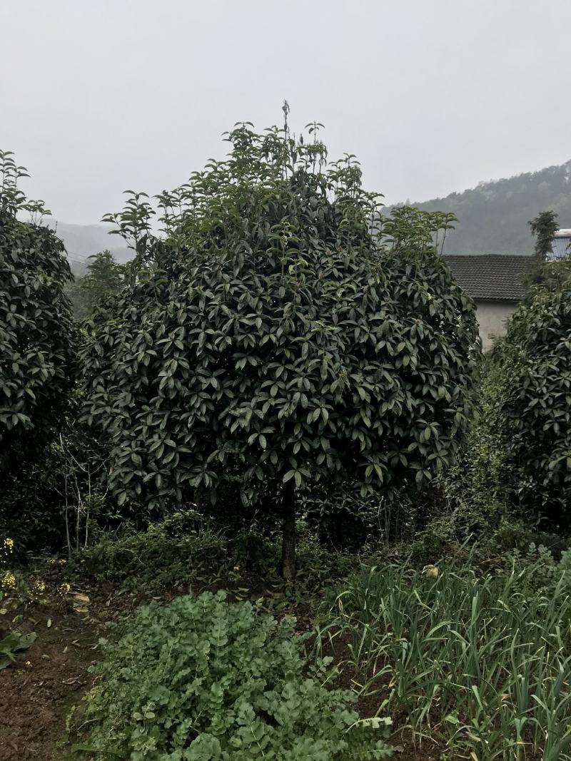 全冠桂花！树型漂亮，规格齐全，海量现货，全国发货