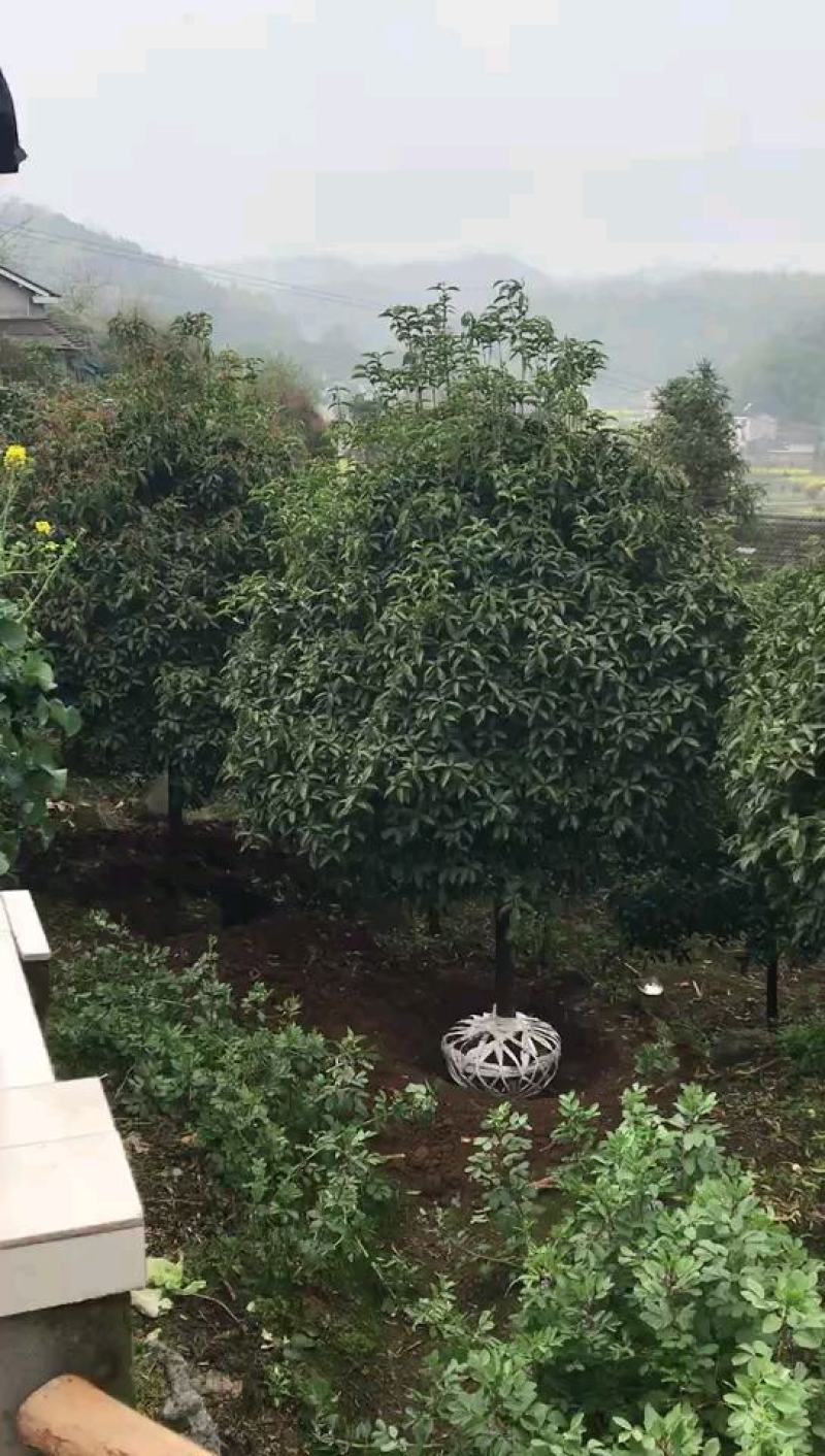 全冠桂花！树型漂亮，规格齐全，海量现货，全国发货