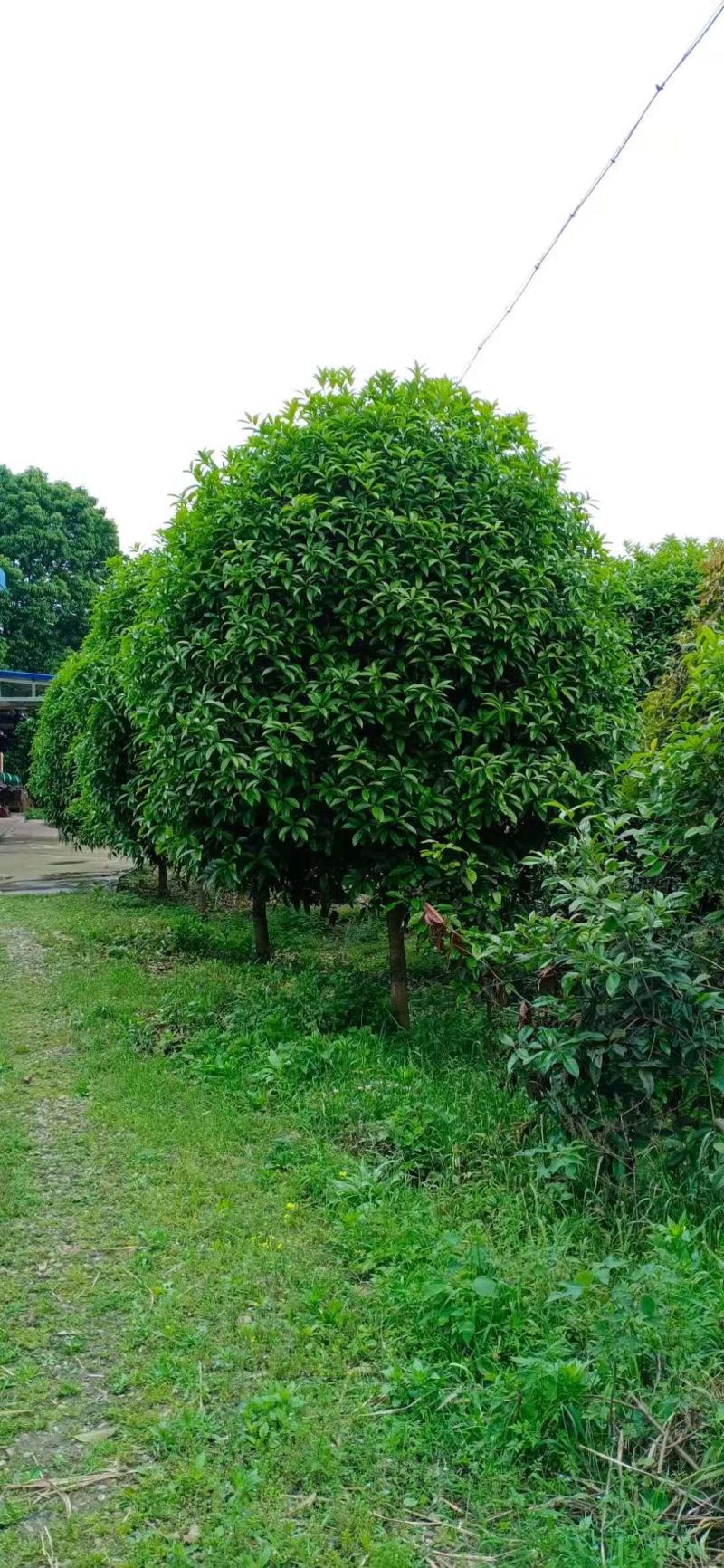 全冠桂花！树型漂亮，规格齐全，海量现货，全国发货