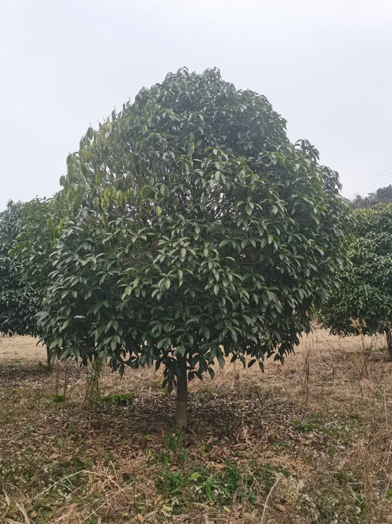 全冠桂花！树型漂亮，规格齐全，海量现货，全国发货
