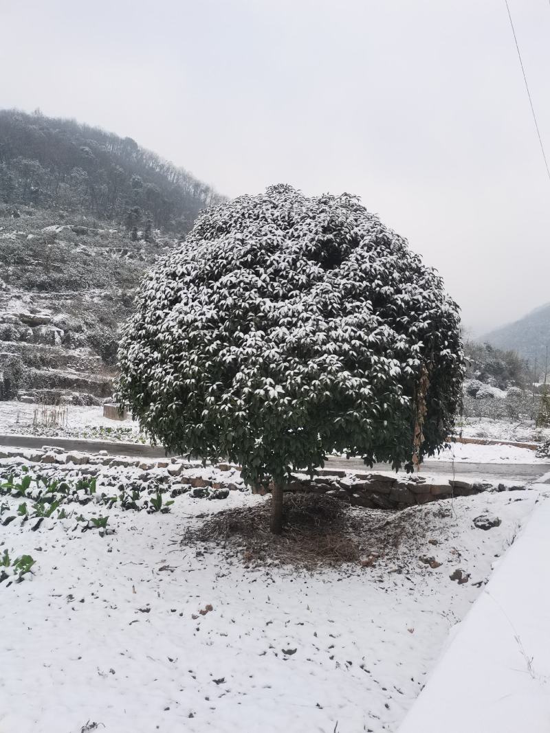 全冠桂花！树型漂亮，规格齐全，海量现货，全国发货