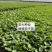 长茄嫁接苗大龙长茄苗紫萼紫把长茄种苗紫黑色茄子苗穴盘苗