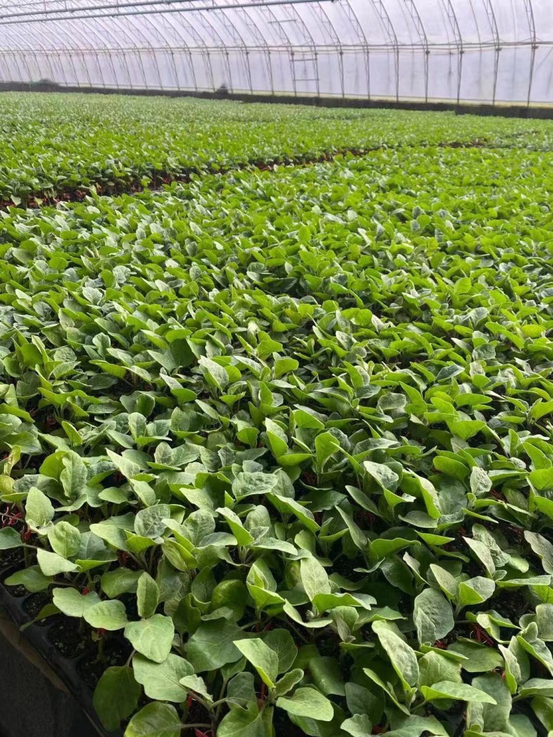 长茄嫁接苗大龙长茄苗紫萼紫把长茄种苗紫黑色茄子苗穴盘苗