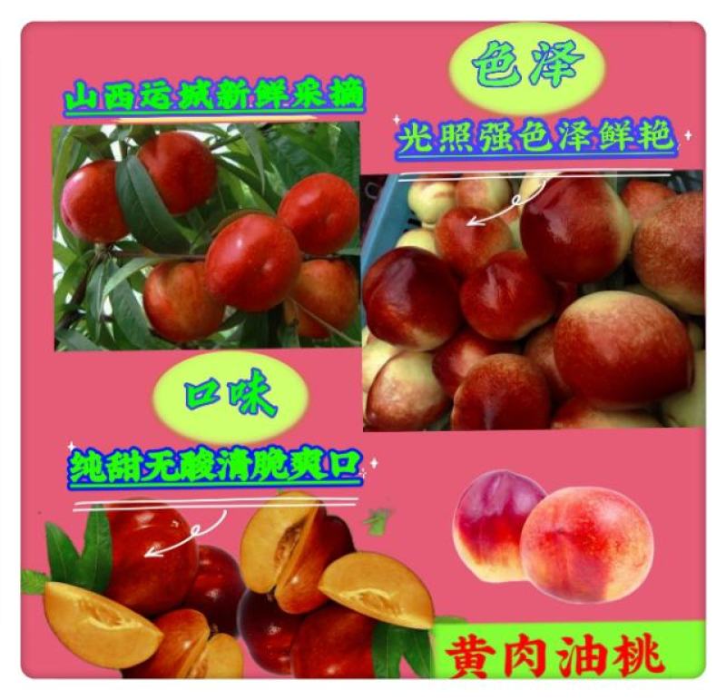 新鲜油桃中油19黄肉油桃3斤10斤装快递包邮坏果包赔