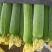 无棱肉丝瓜，百亩丝瓜基地直供，欢迎大量采购，货源稳定品质保。