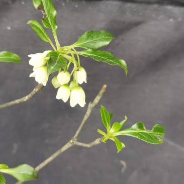 吊钟花