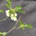 吊钟花