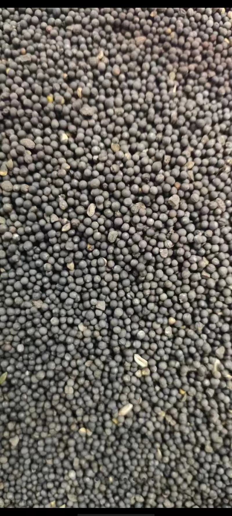 油茶籽