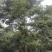 截杆发帽朴树！苗圃二次移栽，分枝统一，树型漂亮！代发全国