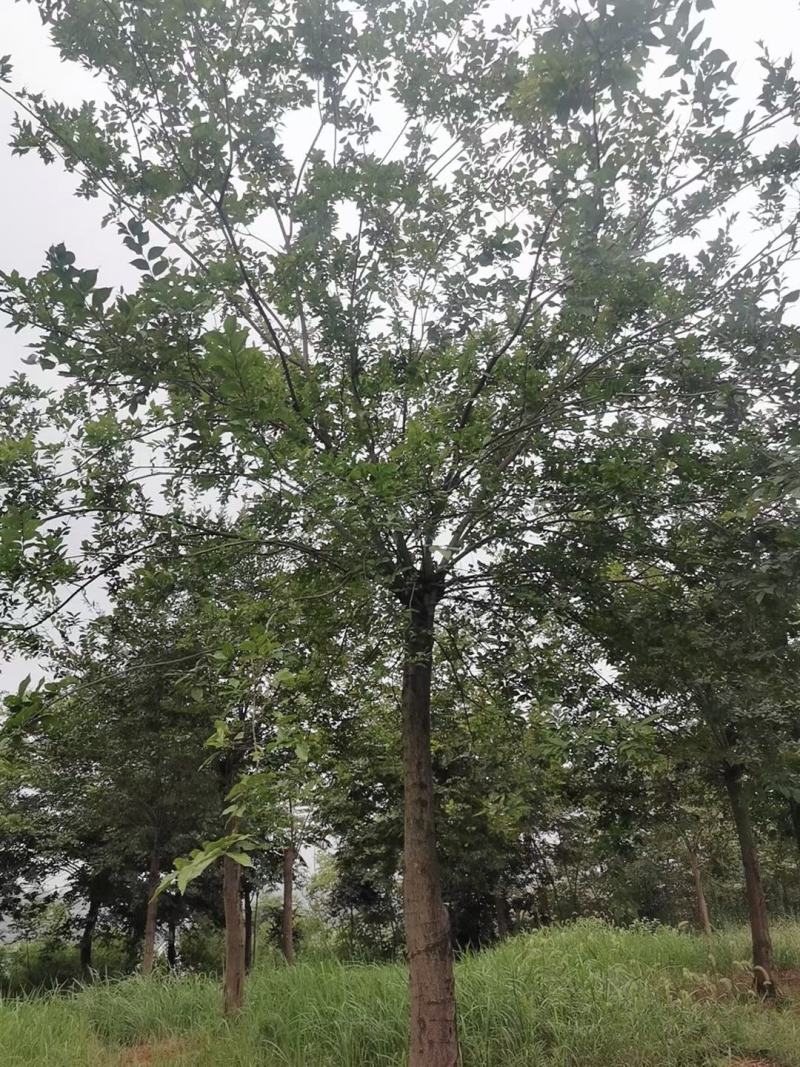 截杆发帽朴树！苗圃二次移栽，分枝统一，树型漂亮！代发全国