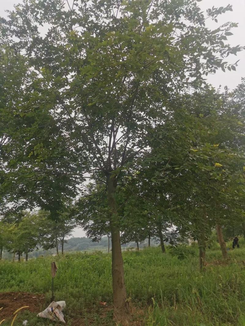 截杆发帽朴树！苗圃二次移栽，分枝统一，树型漂亮！代发全国