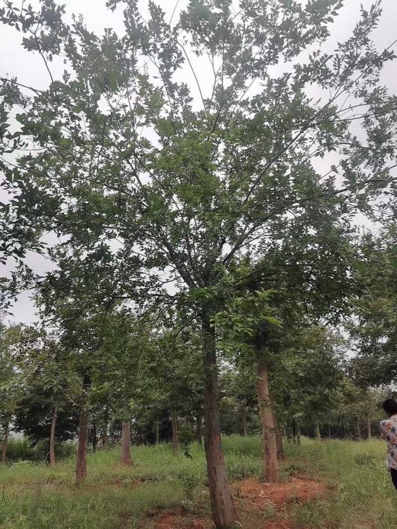 截杆发帽朴树！苗圃二次移栽，分枝统一，树型漂亮！代发全国
