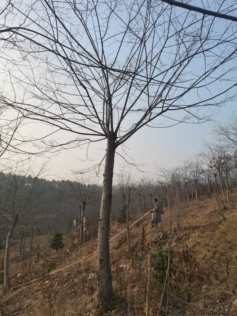 截杆发帽朴树！苗圃二次移栽，分枝统一，树型漂亮！代发全国