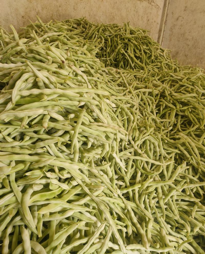 精品四季豆白不老豆角无丝四季豆架豆条直15～25