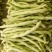 精品四季豆白不老豆角无丝四季豆架豆条直15～25