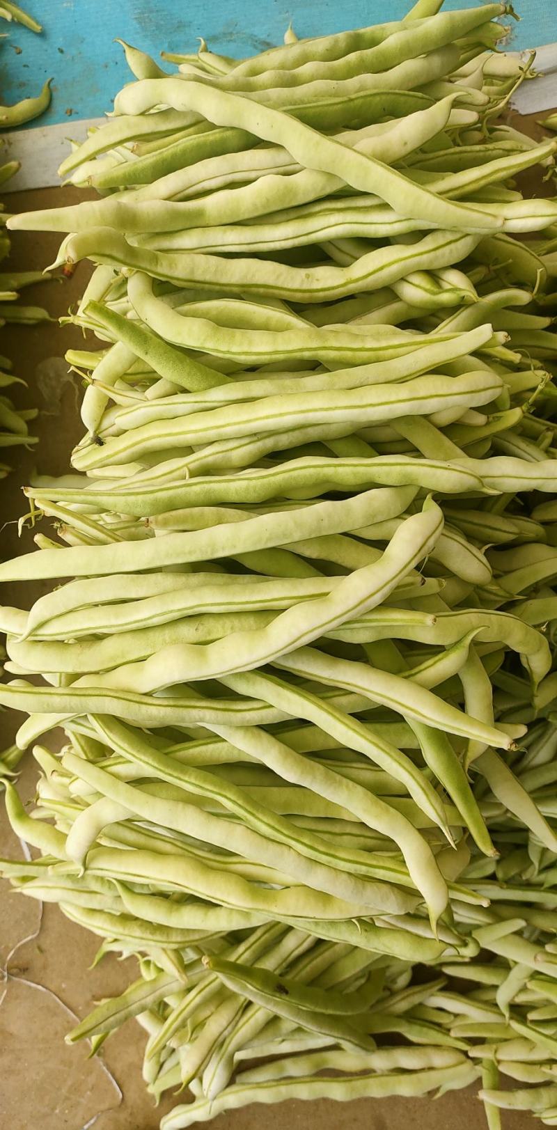 精品四季豆白不老豆角无丝四季豆架豆条直15～25