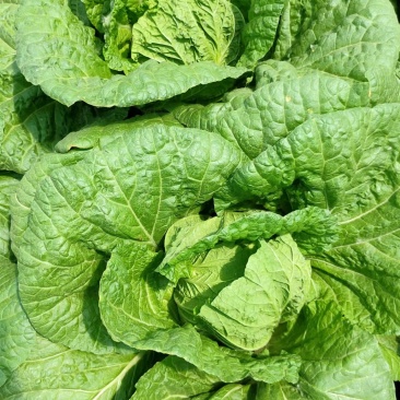 量大从优天然新鲜白菜产地直发