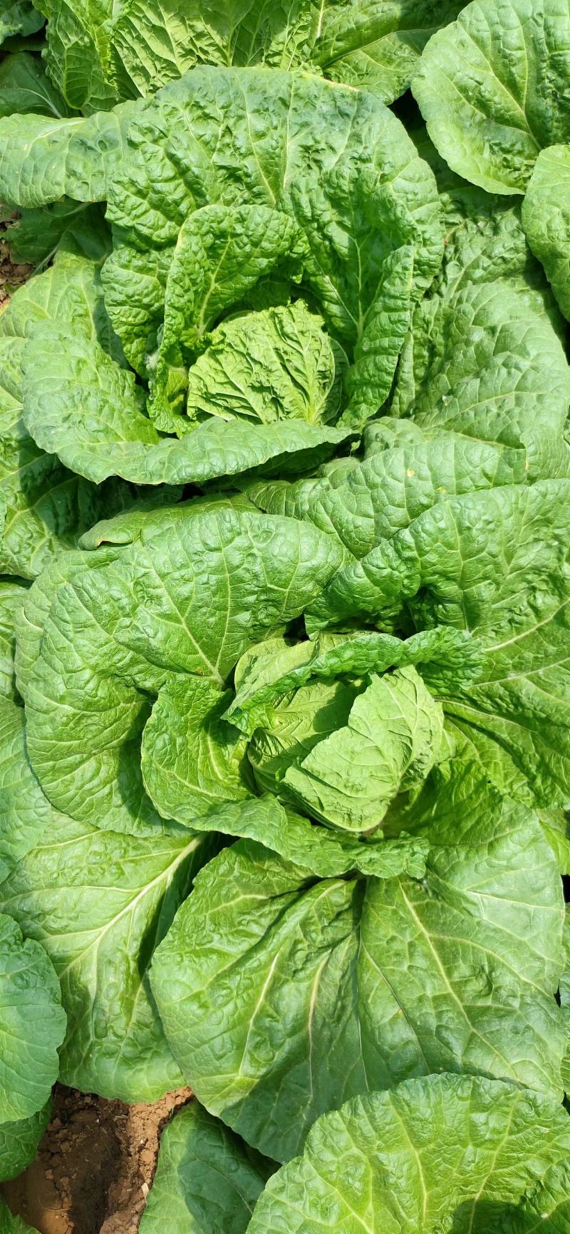 量大从优天然新鲜白菜产地直发