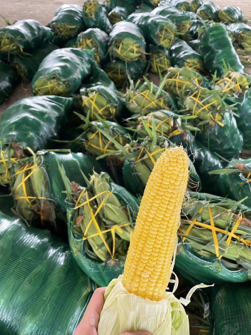 广西横县太阳花甜玉米，可实地看货可批发持续供应