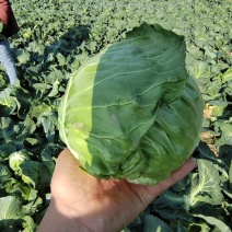 甘蓝包菜盐城甘蓝江苏圆包菜精品甘蓝大量出货