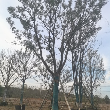 28公分容器香樟！分枝统一，树型漂亮！耐高温，存活率极高
