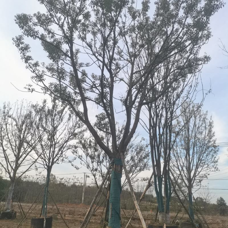 28公分容器香樟！分枝统一，树型漂亮！耐高温，存活率极高