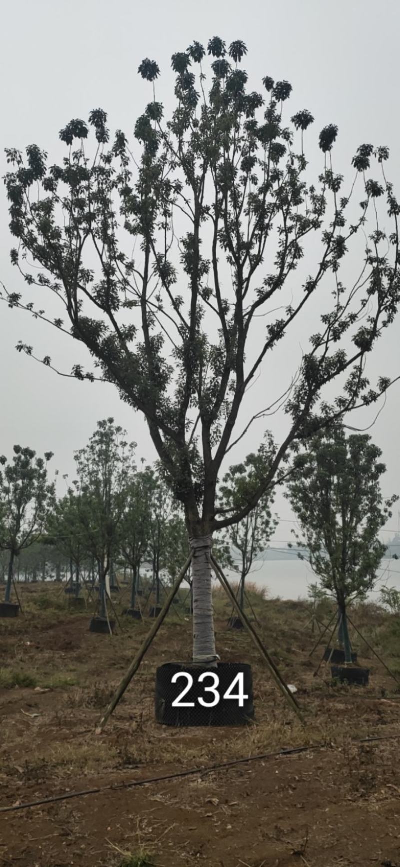 28公分容器香樟！分枝统一，树型漂亮！耐高温，存活率极高