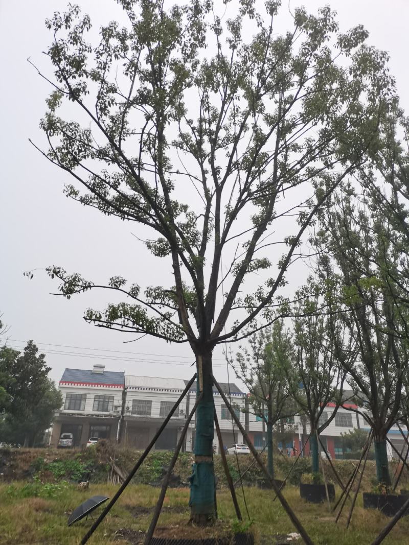 28公分容器香樟！分枝统一，树型漂亮！耐高温，存活率极高